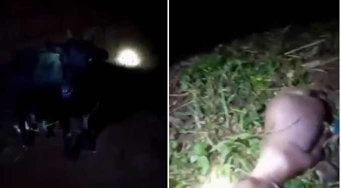 Confusion As Goat Gives Birth To Half-human In Kwara (Watch Graphic Video)
