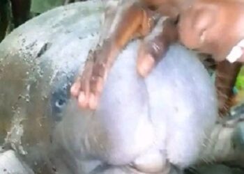See the Huge Manatee Fish Caught by A Bayelsa Fisherman (Photos)
