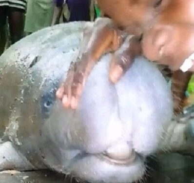 See the Huge Manatee Fish Caught by A Bayelsa Fisherman (Photos)