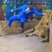 Social Media Users React To Footage Of Pastor Who Invited Church Member To Watch Him In Lions’ Den (Video & Comments)