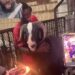 Ram Gets A Huge Cake As It Marks Birthday (Video)