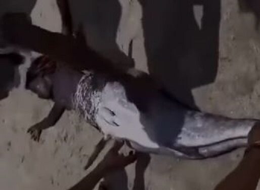 Black Mermaid Caught in South Africa (Video)