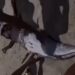 Black Mermaid Caught in South Africa (Video)