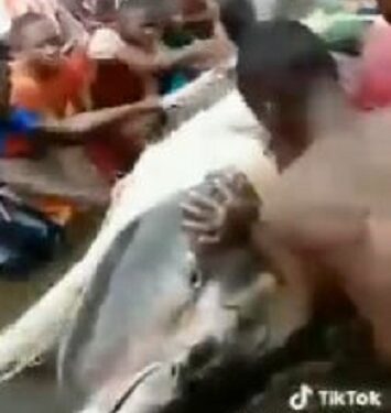 Bayelsa Youths Catch A Very Large Shark Reportedly Worth Over $20 million Dollars (Video)