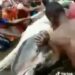 Bayelsa Youths Catch A Very Large Shark Reportedly Worth Over $20 million Dollars (Video)