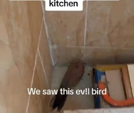 Residents Pray Vigorously After “Evil Bird” Entered Their Kitchen (Video)