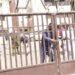 Drama As PCC Workers Lock Commissioner In Office Over Salary