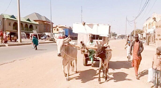 Hardship: Katsina Residents Turn To Ox-Driven Carts, Donkeys, Bicycles To Cut Transportation Cost
