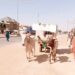 Hardship: Katsina Residents Turn To Ox-Driven Carts, Donkeys, Bicycles To Cut Transportation Cost