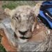 Man Arrested After Being Nabbed With Five Lion Heads