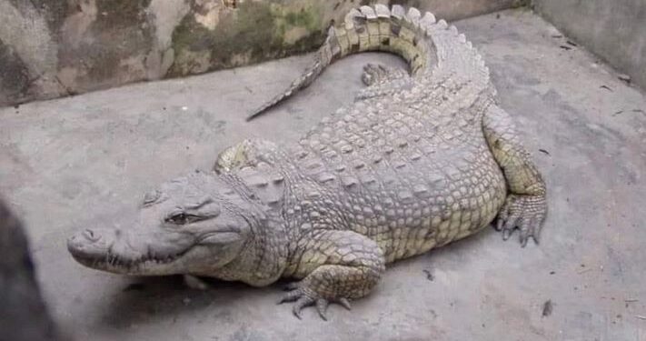 84-year-old Ibadan Crocodile Dies