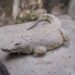 84-year-old Ibadan Crocodile Dies