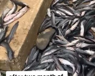 Farmer Left Devastated As Two months Fish Investment End In Total Loss (Video)