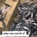 Farmer Left Devastated As Two months Fish Investment End In Total Loss (Video)