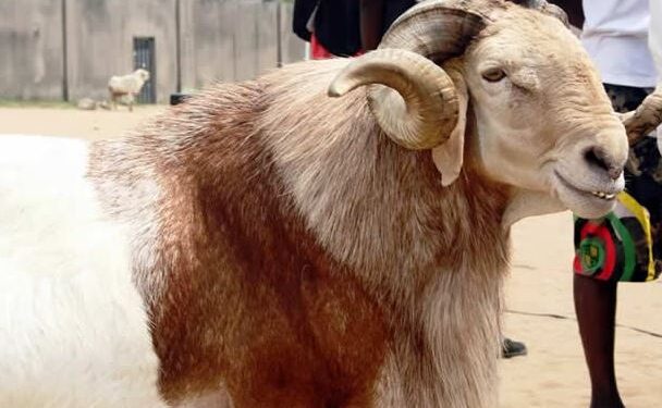 Sallah: Shock As Chief Imam’s Sacrificial Ram Gets Stolen In Jos