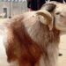 Sallah: Shock As Chief Imam’s Sacrificial Ram Gets Stolen In Jos