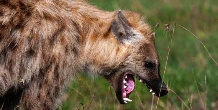 Panic In Community As Hyena Escapes From Wild Life Park In Nigeria