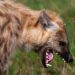 Panic In Community As Hyena Escapes From Wild Life Park In Nigeria