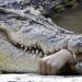Crocodile Kills Woman Bathing In River