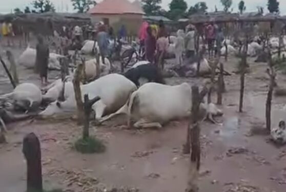 Insecurity Worsens As Gunmen In Military Uniform Kill 100 Cows, 3 Persons In Kaduna (Photo)