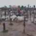 Insecurity Worsens As Gunmen In Military Uniform Kill 100 Cows, 3 Persons In Kaduna (Photo)