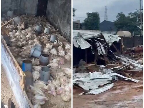Abuja-Based Poultry Owner Laments After His N150m Investment With 5,000 Birds Was Allegedly Demolished “Without Prior Notice” (Video)