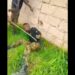 Nigerian Soldiers Publicly Torture, Flog Colleague For Allegedly Stealing, Selling Ammunition, Military Uniforms To Bandits (Video)