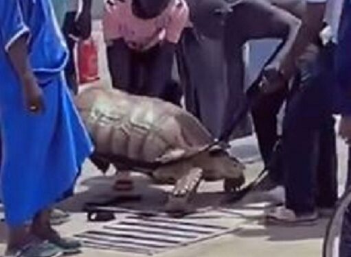 Gigantic Tortoise Spotted Roaming Freely In Maiduguri After Flood (Video)
