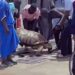 Gigantic Tortoise Spotted Roaming Freely In Maiduguri After Flood (Video)