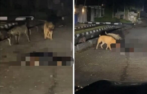 Security Guard M@uled To De@th By Dogs in Lagos (Video)