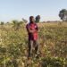 “They Made Sure No Single Seed Was Left” – Taraba Man Laments After Thieves Invaded His Farm And Harvested All The Beans He Planted