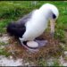Wisdom Albatross, 74-Year-Old World Oldest Known Wild Bird Lays Egg