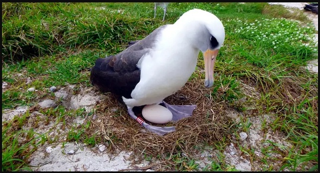 Wisdom Albatross, 74-Year-Old World Oldest Known Wild Bird Lays Egg