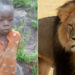 Missing 8-Year-Old Boy Survives Five Days In Lion-Inhabited Game Park (Photo)