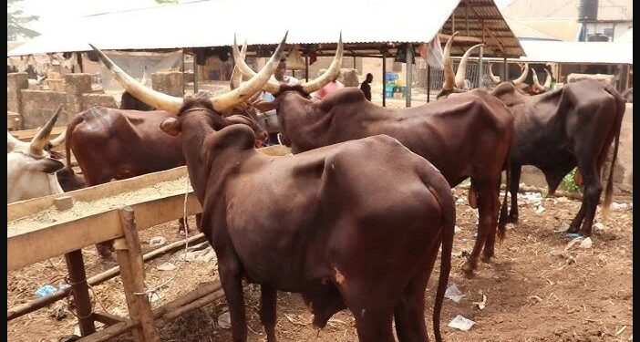 Man Kicked To De@th While Trying To R@pe A Cow
