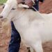 Man Arrested for Stealing A Goat For Daughter’s Naming Ceremony