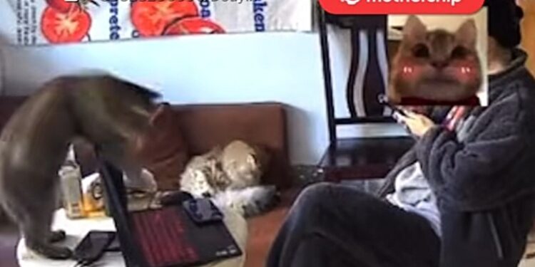 Woman in China Loses Job, Bonuses As Cat Accidentally Submits Resignation Letter (Video)