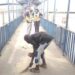 Watch The Moment Lagos Hoodlums Forced To Sweep Pedestrian Bridge For Defecating On It (Video)