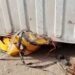 Three Dead As Container Falls On Tricycle In Ogbomoso