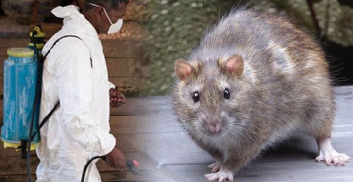 Lassa Fever Kills 12 In Ondo, 112 Cases Confirmed