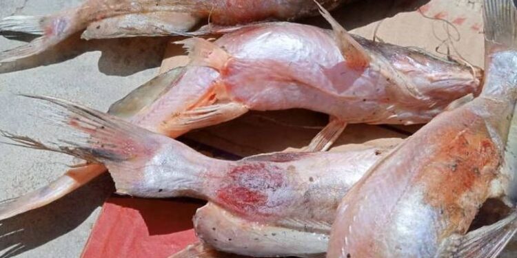 Four Reported Dead, Two Hospitalized After Consuming ‘Poisonous Fish’ In Taraba