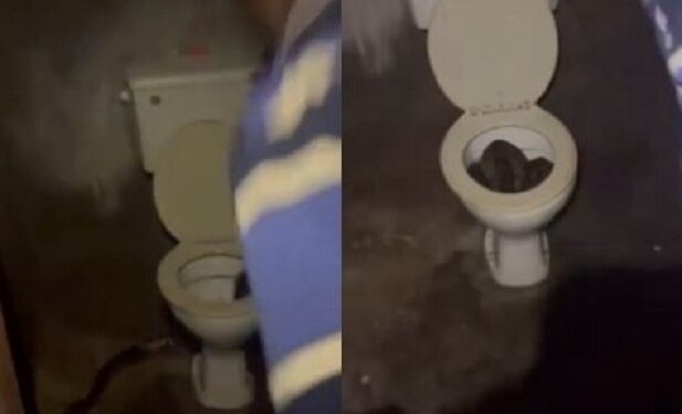 Residents Find Massive Snake Inside Their Toilet (Watch Video)