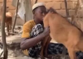 Kano Hisbah Arrests Man Licking Goat’s Genital In Viral Video