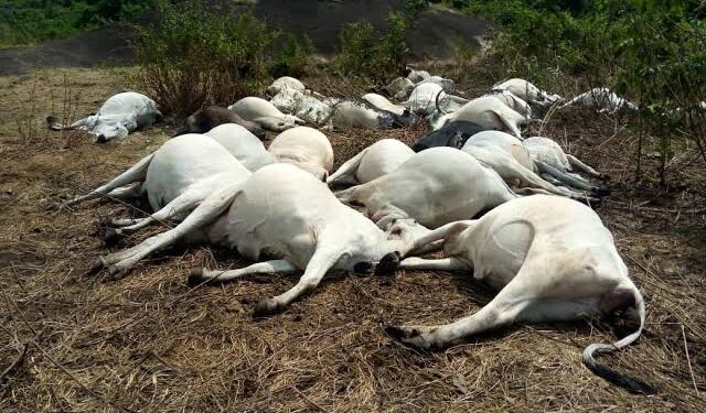 1 Herder, Over 100 Cattle K!lled In Fresh Plateau Attacks