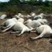 1 Herder, Over 100 Cattle K!lled In Fresh Plateau Attacks