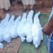 Niger Flood Disaster: D3ath Toll Rises To 115