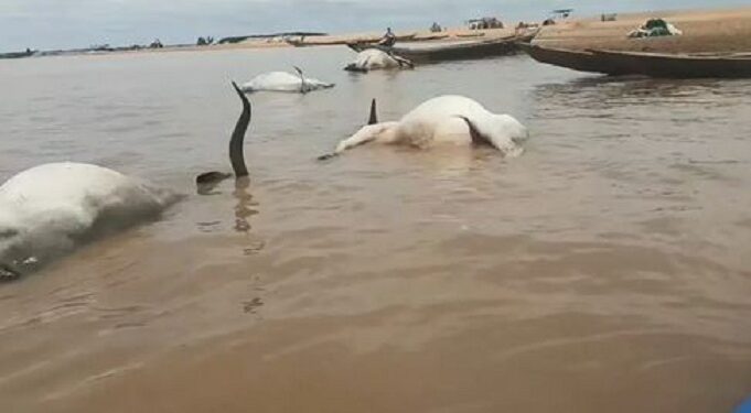 Over 100 Cattle Die Mysteriously While Crossing River Benue