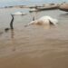 Over 100 Cattle Die Mysteriously While Crossing River Benue