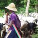 Abuja Farmer K!lled by Herders After He Challenged Them For Allowing Their Cows Wander Into His Cassava Farm