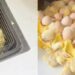Woman Shocked After Returning From Holiday to Find 70 Chicks Have Hatched From Eggs She Bought From Store (Video)